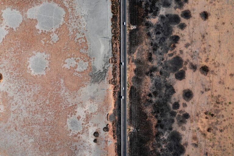 Dangerous Types of Mold: What Homeowners Need to Know in 2026