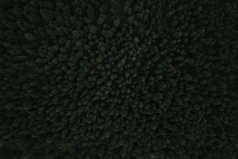 Black Spiky Mold: What Homeowners Need to Know