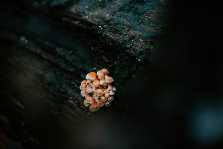 Death Mold: What Homeowners Need to Know About Risk