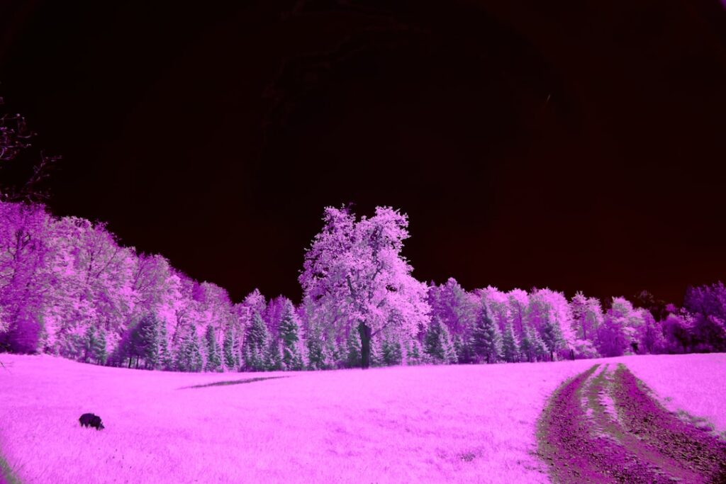 Photo via Unsplash by Wolfgang Hasselmann
