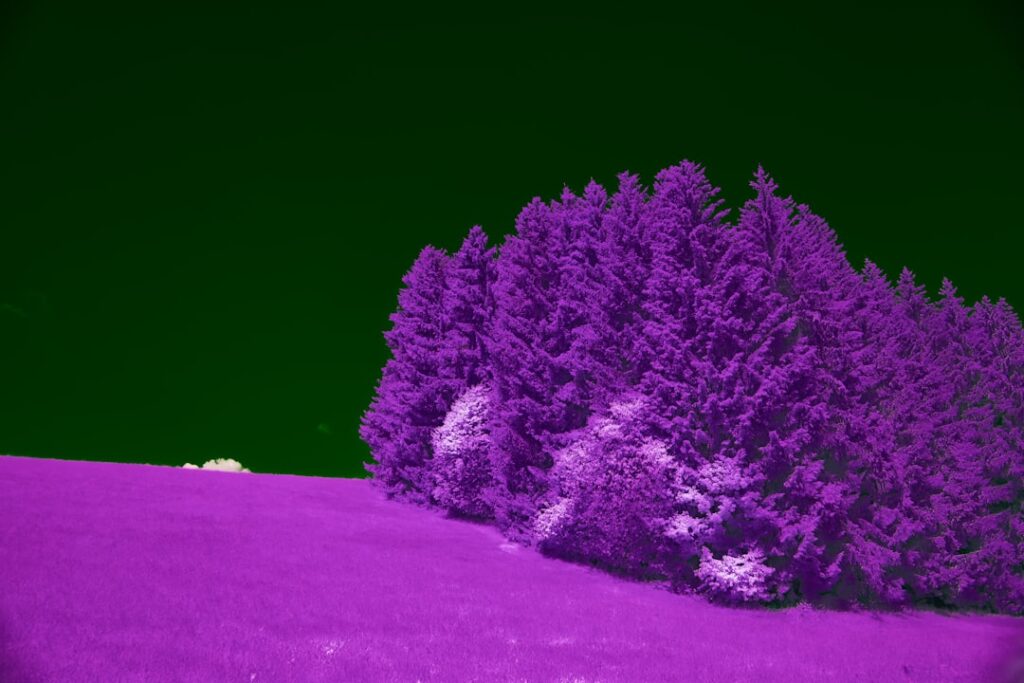 Photo via Unsplash by Wolfgang Hasselmann