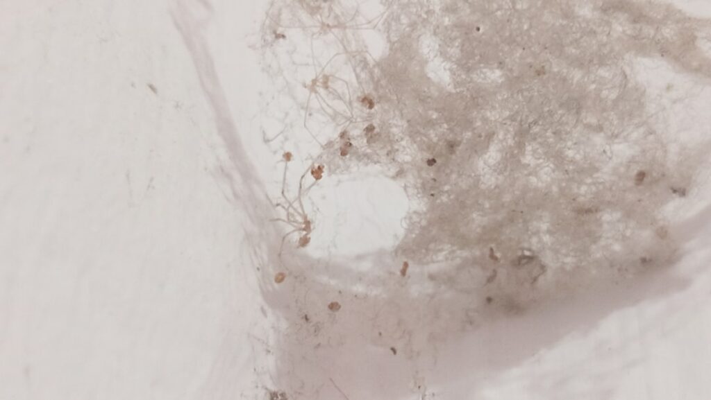 Photo via Unsplash by ffeeaarr plus