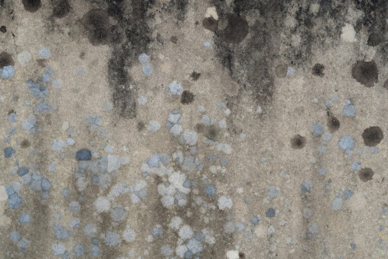 Detecting Mold in Walls: What Homeowners Should Know