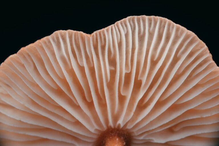 What Are Spores? A Plain-Language Guide