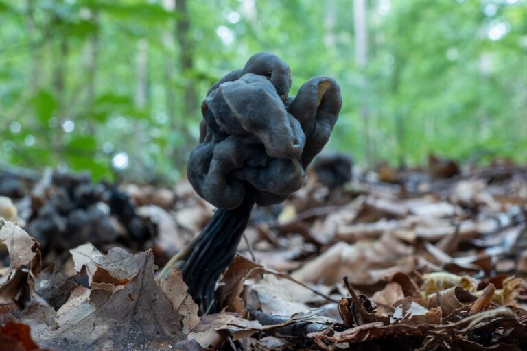 Black Slime Mold: What It Really Is and How to Clean It