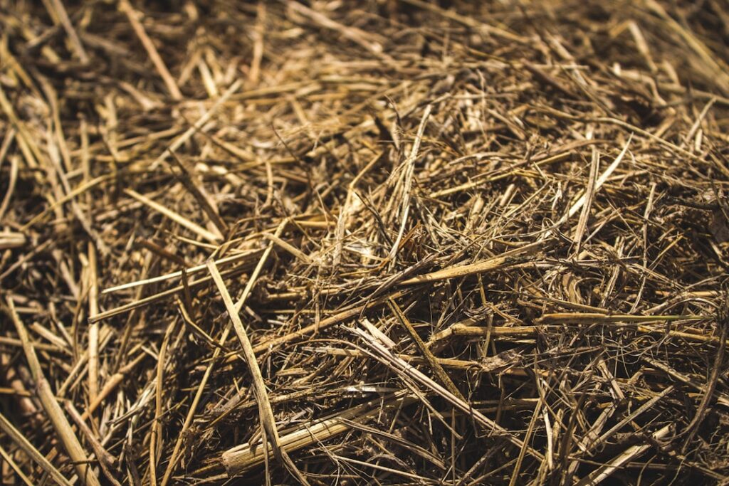 Photo via Unsplash by Mitch Fox