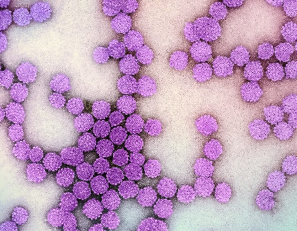 Photo via Unsplash by National Institute of Allergy and Infectious Diseases
