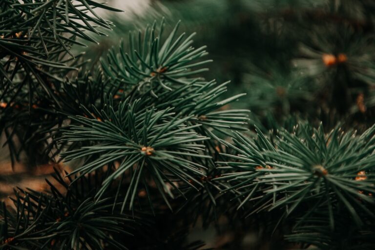 Lead Testing in Evergreen, Colorado | InspectandTest