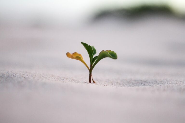 What Does Mold Need to Grow: A Plain Guide