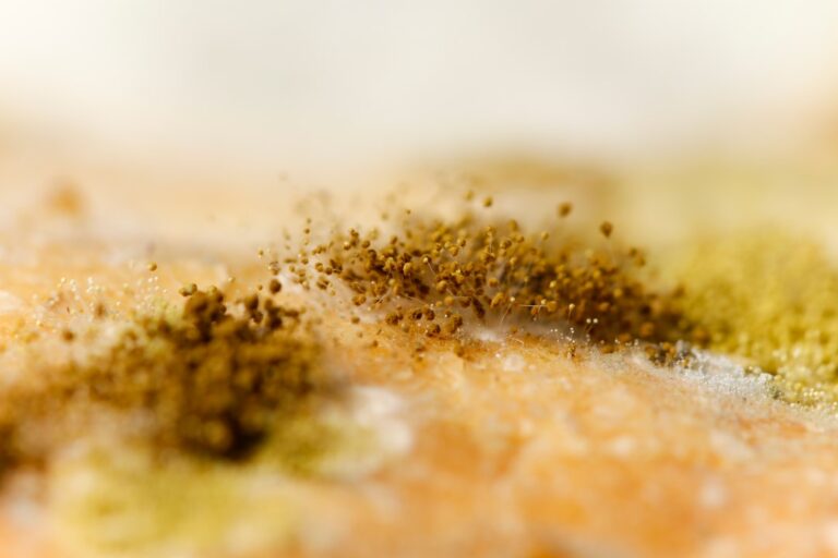 Snow Mold Allergy: What Homeowners Need to Know