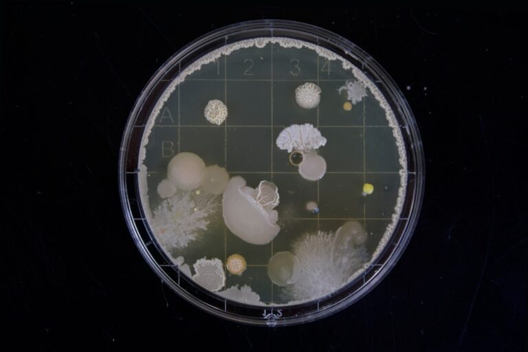 Petri Dish Mold Identification Photos and Colony Chart