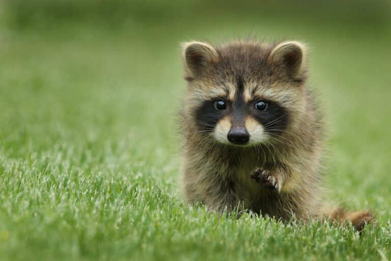 Wildlife Removal: Identify the Animal, Costs and Pro Help