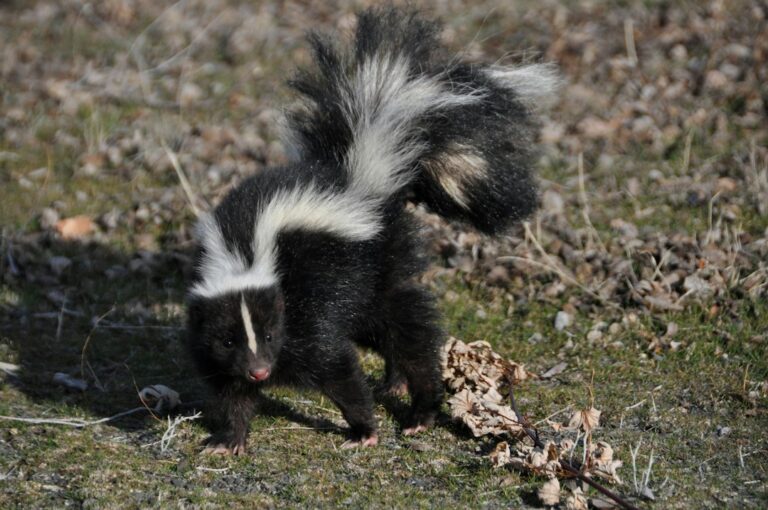 Skunk Removal: Get Skunks Out From Under Decks and Sheds