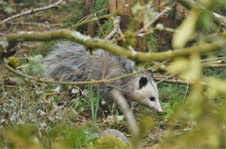 Opossum Removal: Under Decks, Sheds and Crawl Spaces