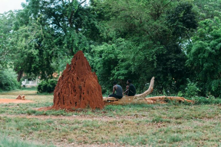 Tenting for Termites: How Fumigation Works and When It Fits